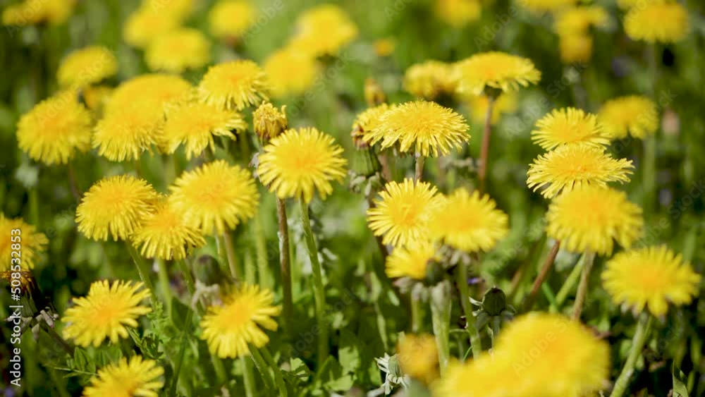 Yellow dandelions on sunny meadow. Nature. Sunny summer concept. Yellow dandelions on sunny meadow. Nature. Sunny summer concept.