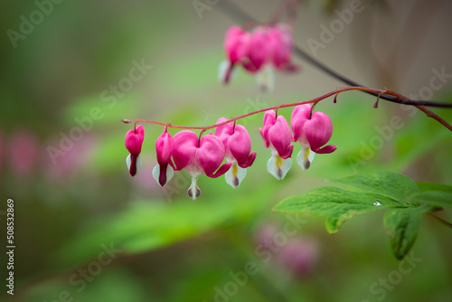 Close up of the bright pink flowers of the Dicentra plant in the shape of a heart. A beautiful garden perennial with the popular name broken heart or heart flower . photo