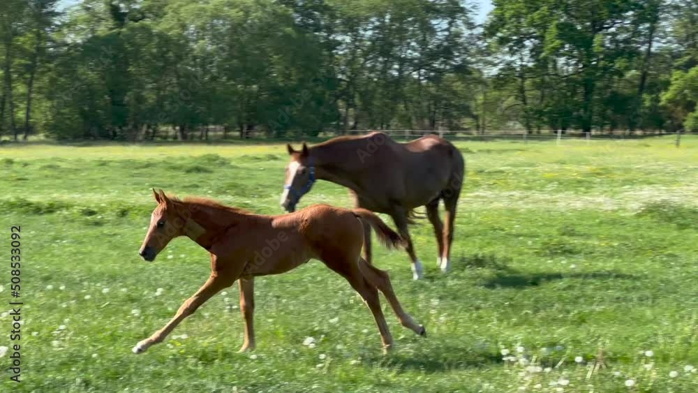 Young impetuous foal gallops around the grazing mare in a spacious green paddock during spring. Animal in action
Young impetuous foal gallops around the grazing mare in a spacious green paddock during spring. Animal in action