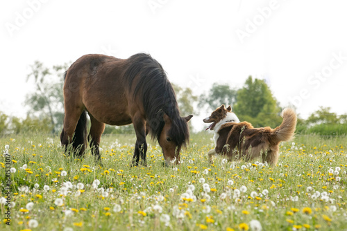 Obraz na płótnie Hunde spielen mit Ponies w salonie