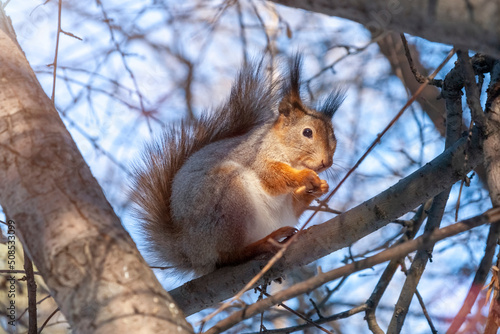 fluffy squirrel eats a nut sitting on a tree in winter