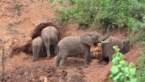 Elephants Digging caves searching for minerals to strengthen their bones at Endoro -  Ngorongoro photo