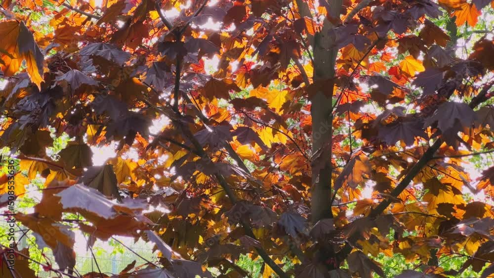 Incredible flowering of a tree with red leaves on branches in sunny weather, sun beam through leaves Incredible flowering of a tree with red leaves on branches in sunny weather, sun beam through leaves