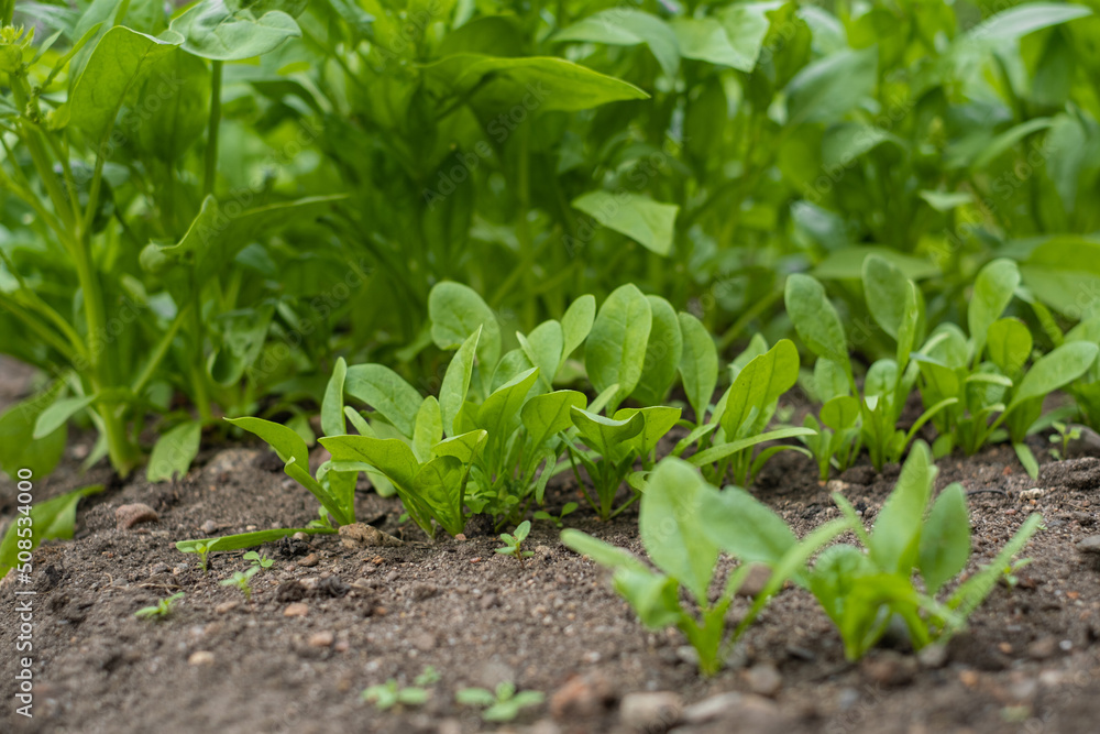 Focus at young greens cos spinach on foreground are growing in organic nursery plot Focus at young greens cos spinach on foreground are growing in organic nursery plot