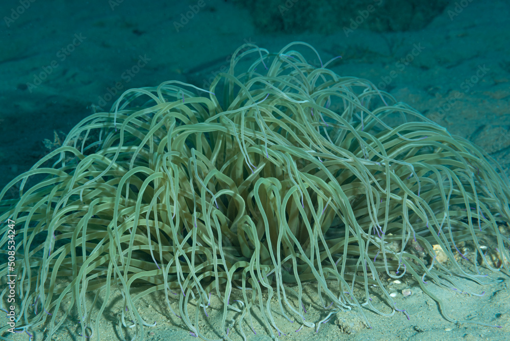 Anemone comune, anemonia viridis Anemone comune, anemonia viridis
