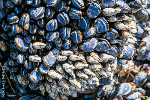 Mussels and Barnacles 2
