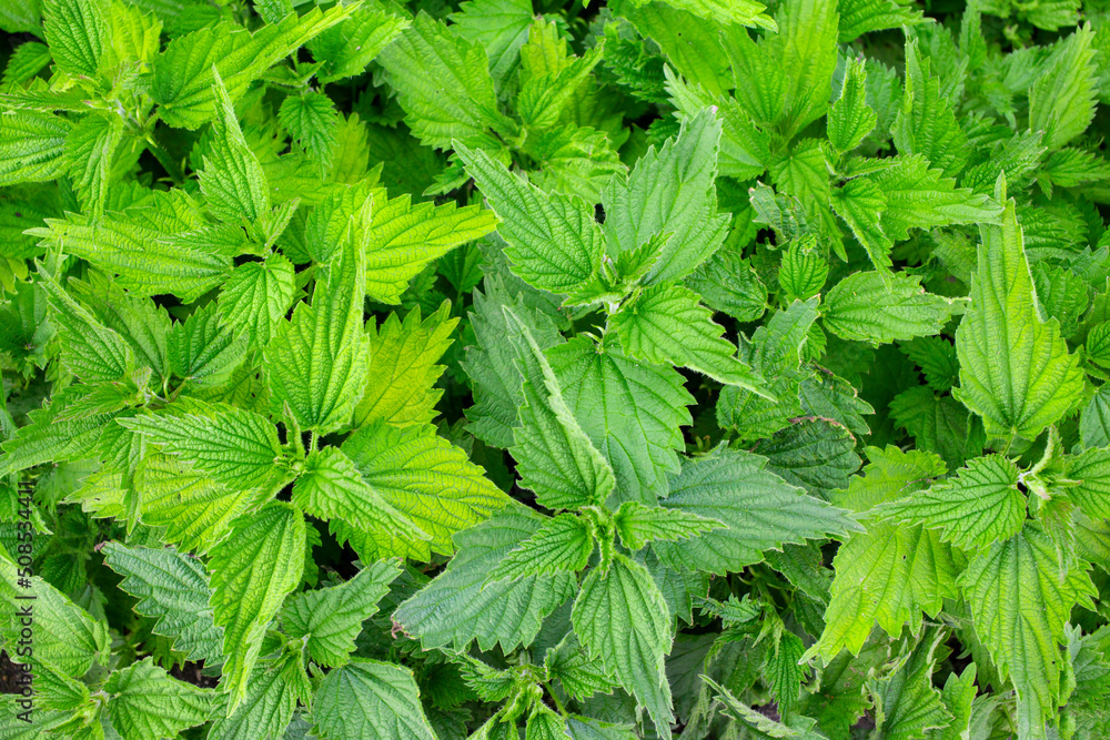 Bush of Nettle leaves. Top view. Botanical pattern