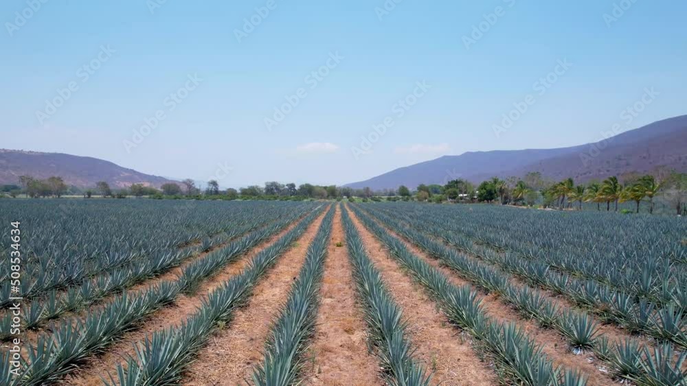 Blue agave plantation in the field to make tequila aerial view Blue agave plantation in the field to make tequila aerial view