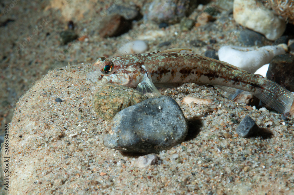 Ghiozzo variegato, Gobius roulei, fermo sopra ad un sasso Ghiozzo variegato, Gobius roulei, fermo sopra ad un sasso