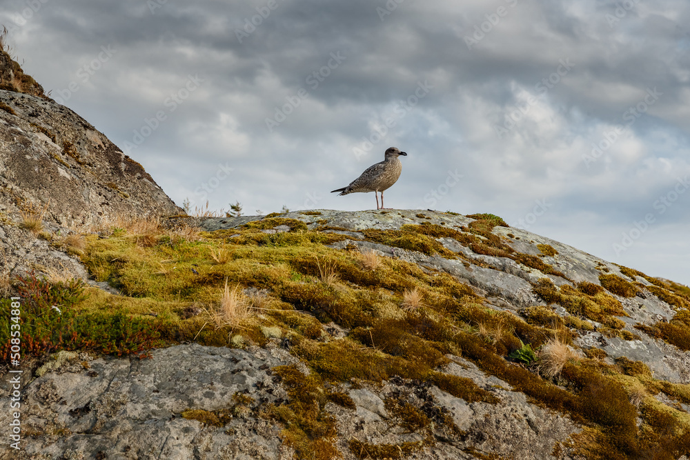 a seagull sits on a stone covered with moss and grass, Norwegian seascape, rocky coast with dramatic skies, the sun breaks through the clouds, sheer cliffs, small islands illuminated by the sun a seagull sits on a stone covered with moss and grass, Norwegian seascape, rocky coast with dramatic skies, the sun breaks through the clouds, sheer cliffs, small islands illuminated by the sun