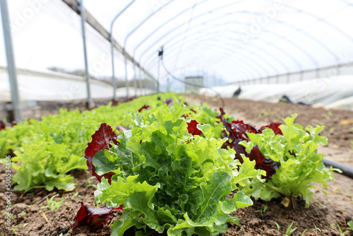 Rows of lettuce in farm greenhouse photo