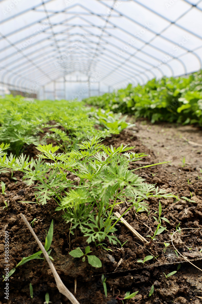 Vegetables growing in a farm greenhouse Vegetables growing in a farm greenhouse