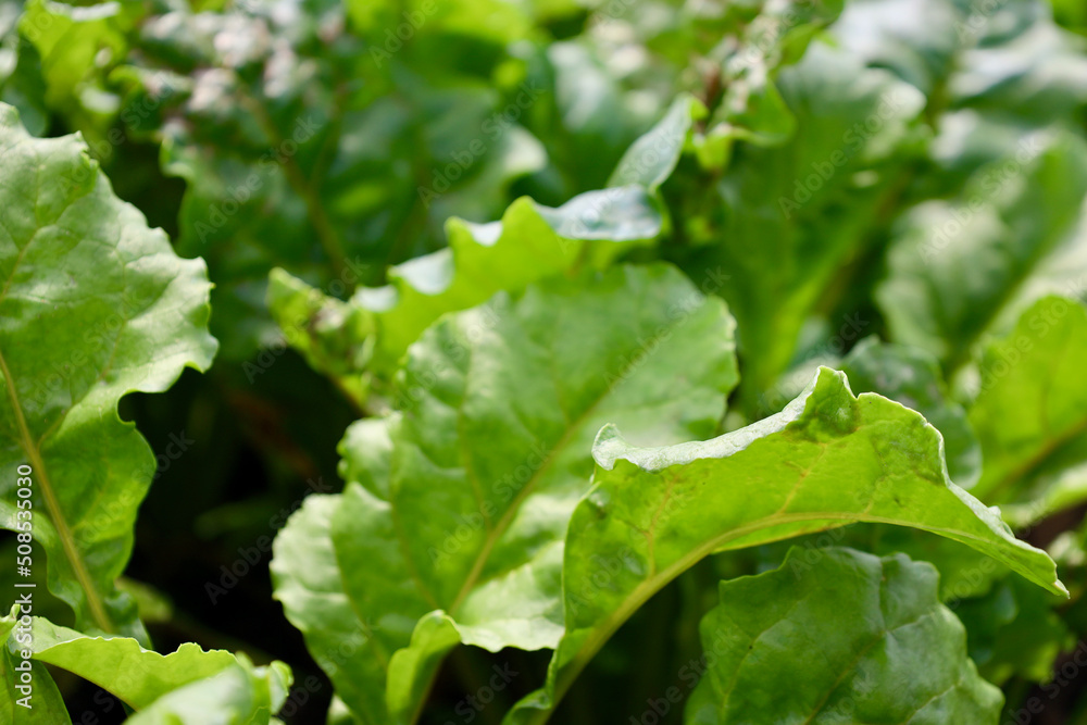 Fresh lettuce growing in a field Fresh lettuce growing in a field