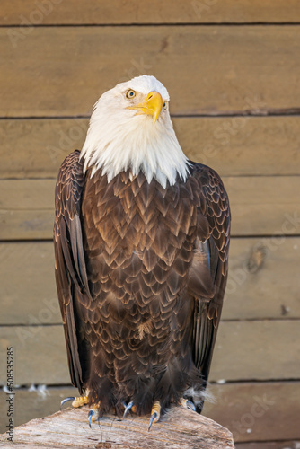 Ketchikan, Alaska, USA - July 17, 2011: Rainforest Sanctuary. Portrait Closeup of sitting bald eagle looking at camera. Faded brown wooden background. photo