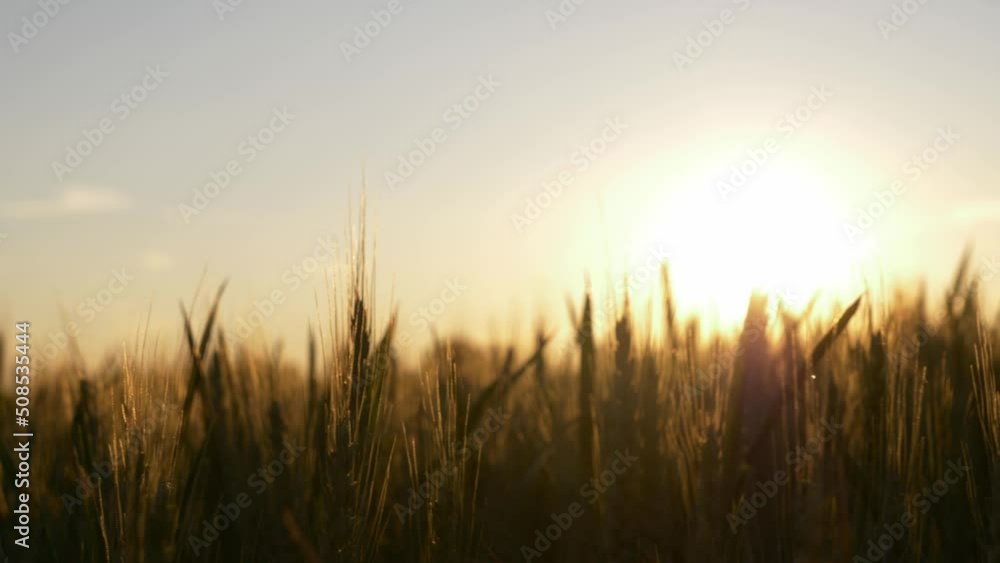 wheat Ukrainian field during sunset. wheat Ukrainian field during sunset.