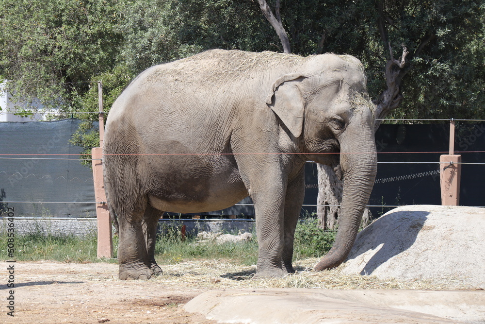 Fototapeta premium African Elephant (Scientific Name: Loxodonta)