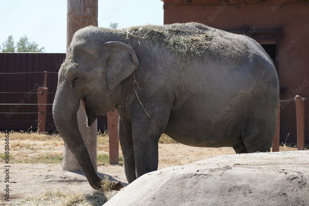 Fototapeta premium African Elephant (Scientific Name: Loxodonta)