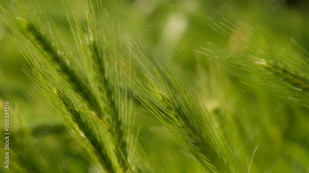 Bright green color of rye meadow moving on the wind, macro close-up, selective focus. Young wheat, a field of decorative spike ears. Bright green color of rye meadow moving on the wind, macro close-up, selective focus. Young wheat, a field of decorative spike ears.