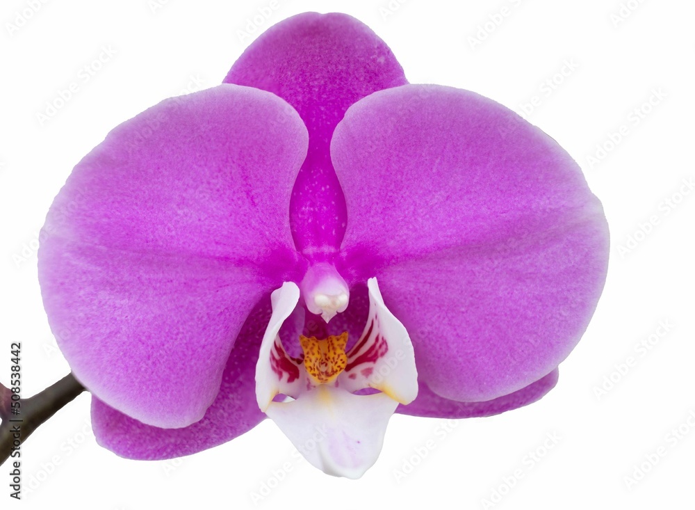 Pink phalaenopsis flower against a white background Pink phalaenopsis flower against a white background