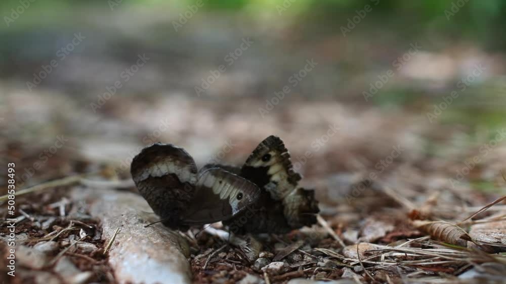 A couple of White Admiral Butterfly flirting A couple of White Admiral Butterfly flirting
