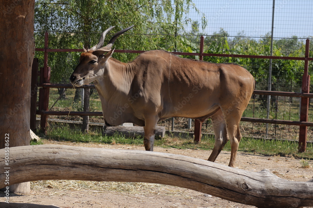 Common Eland (Scientific name: Taurotragus Oryx) also known as the southern eland or eland antelope Common Eland (Scientific name: Taurotragus Oryx) also known as the southern eland or eland antelope