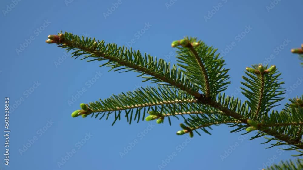 Green young spruce tree branch on the background of blue sky. Coniferous tree branch. Green young spruce tree branch on the background of blue sky. Coniferous tree branch.