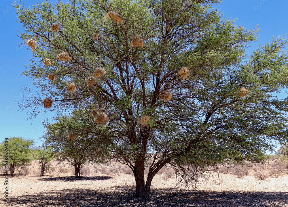 Tree with many White-browed Sparrow Weaver nests, Kgalagadi, South Africa Tree with many White-browed Sparrow Weaver nests, Kgalagadi, South Africa