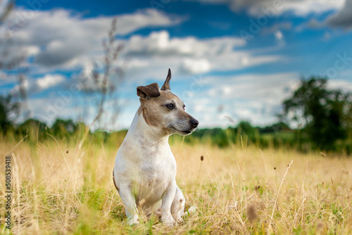 Bild auf Leinwand Jack Russell