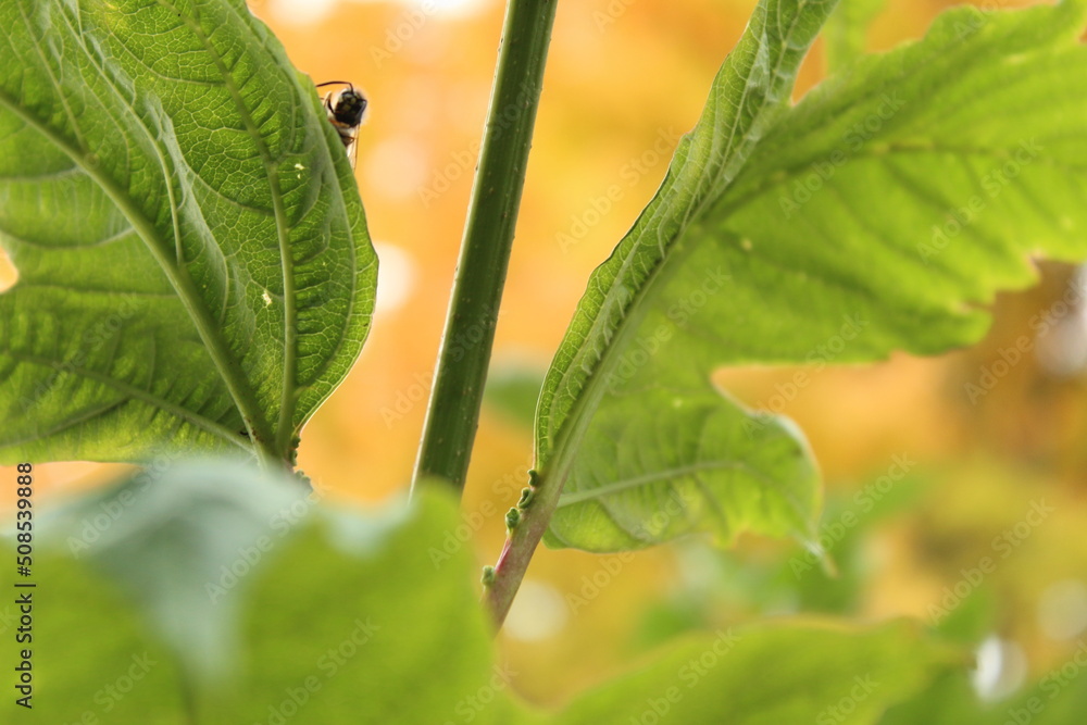 Fototapeta premium Small wasp peeking out behind a leaf, with bold yellow background.