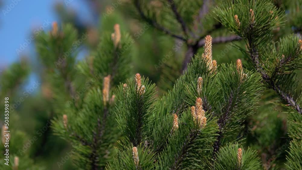 Blooming pine tree branches close up. Detailed view of pine needles and cones. Nature background. Blooming pine tree branches close up. Detailed view of pine needles and cones. Nature background.