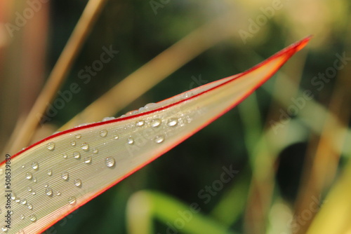 Water froplets on a harakeke, or New Zealand Flax, blade, with abstracted background. photo