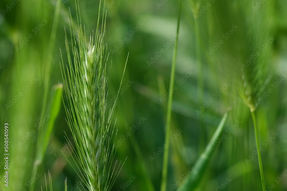 Bright green color of rye meadow moving on the wind, macro close-up, selective focus. Young wheat, a field of decorative spike ears. Bright green color of rye meadow moving on the wind, macro close-up, selective focus. Young wheat, a field of decorative spike ears.