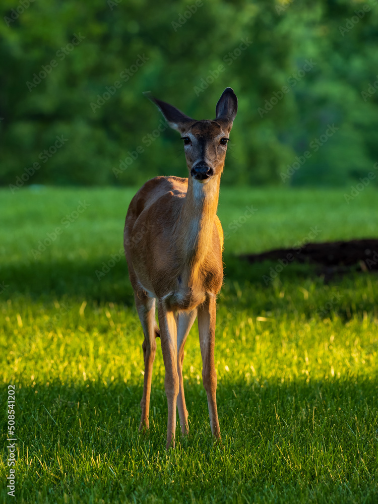 deer in the meadow deer in the meadow