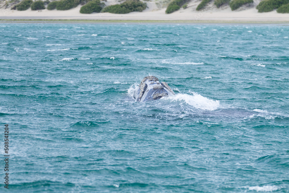 Fototapeta premium Whale watching from Valdes Peninsula,Argentina. Wildlife