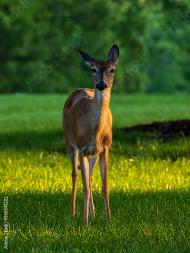 deer in the meadow