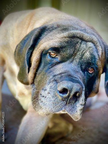 English mastiff portrait 