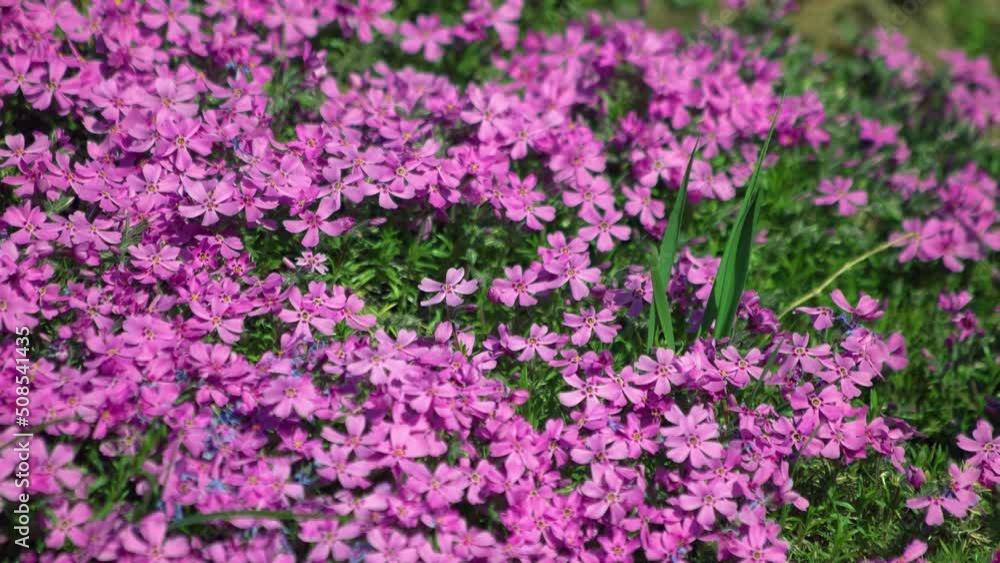 Close up of beautiful pink impatients flowers growing in park or garden. Floral background. Close up of beautiful pink impatients flowers growing in park or garden. Floral background.