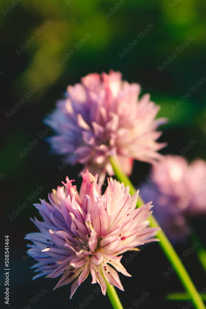 Obraz premium close up of pink garlic flowers