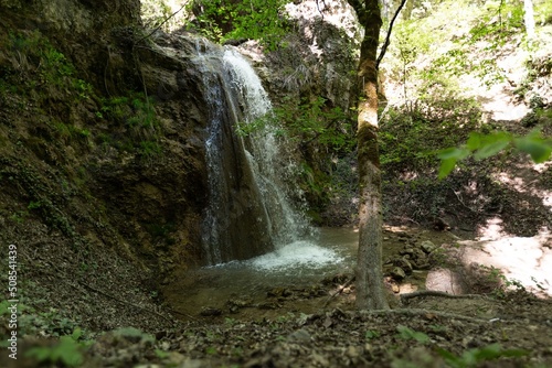 Tropical or european forests background