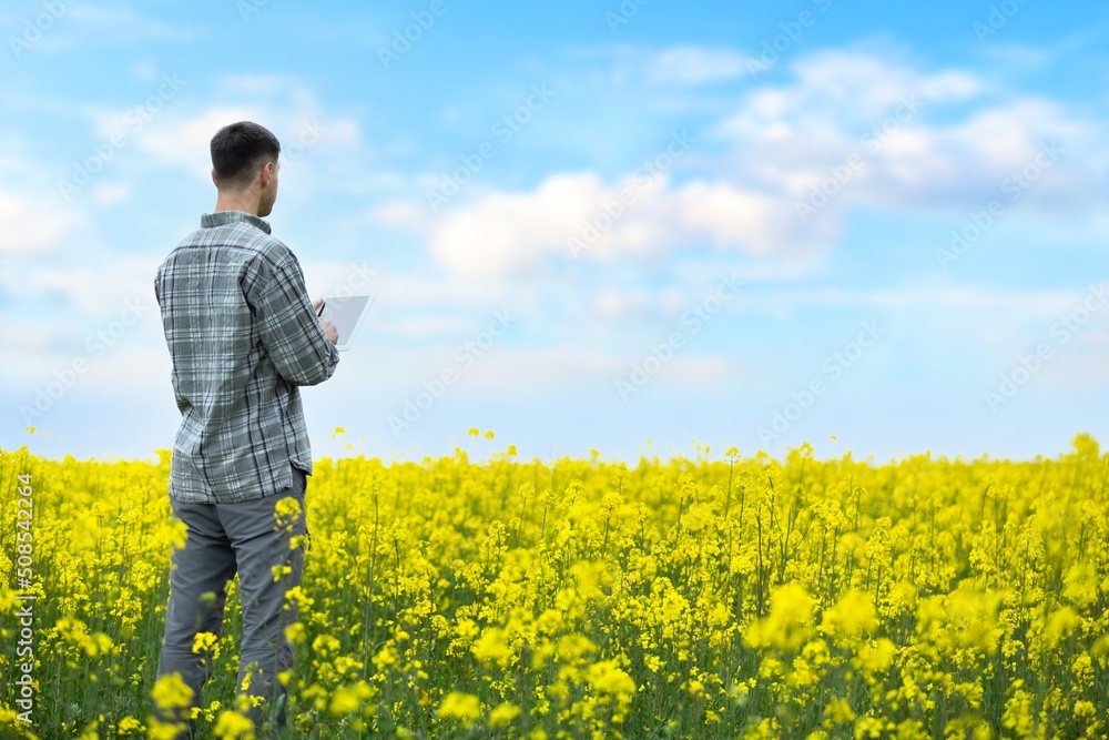 Farmer business man in colza rapeseed field, with digital tablet computer. Agricultural concept. Harvest in field in summer. Farmer business man in colza rapeseed field, with digital tablet computer. Agricultural concept. Harvest in field in summer.