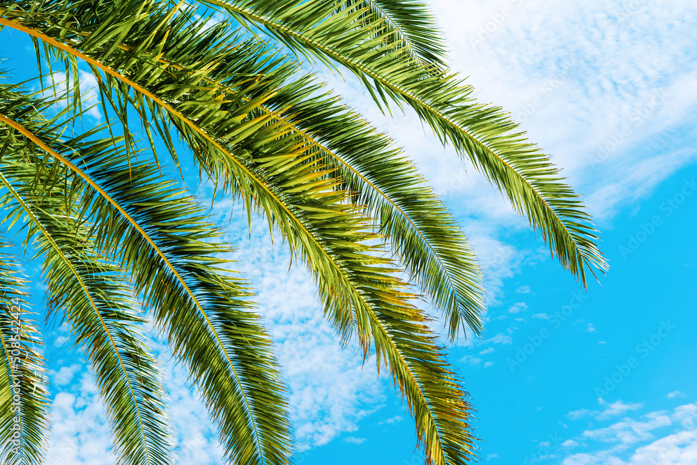 Tropical coconut palm on the background of a bright blue sky