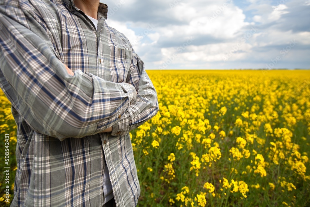 Man farmer standing in colza rapeseed field.