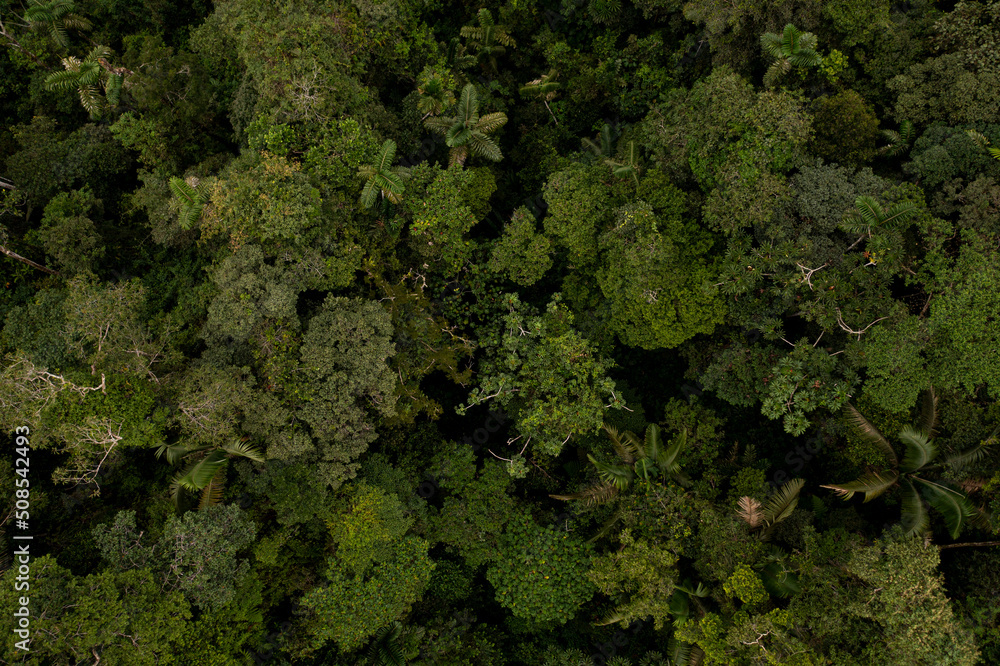 Gorgeous tropical forest nature background: high biodiversity is visible in the tree canopy of the Amazon rainforest, the largest forest in the world
