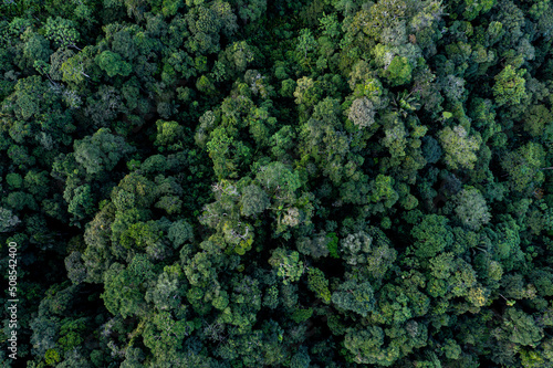 Nature background, green background of so called brocceli field: rainforest seen from above, also called top view
