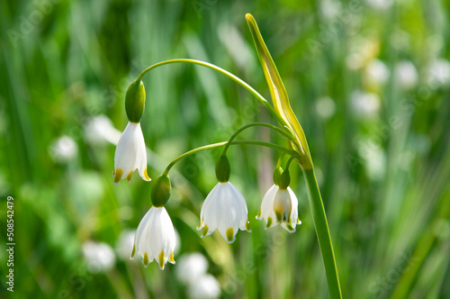 Bright beautiful white flowers of leucojum vernum close-up on a background of green grass on a sunny day © fedotovalora