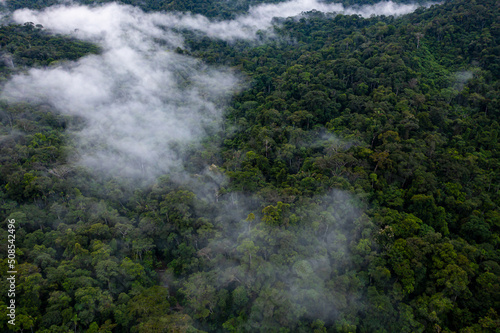 Tropical forest background  aerial view of a rainforest canopy covered in a thin layer of fog