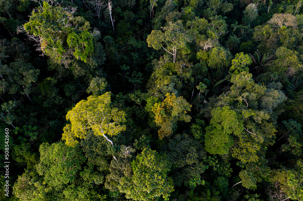 Amazon rainforest in bloom, yellow flowers are visible in the tropical forest canopy, a beautiful nature background of a forest with the highest biodiversity on earth