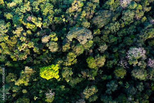 Colorful aerial top view of a rainforest canopy, nature background showing the many trees in the Amazon, a forest with the highest biodiversity in the world