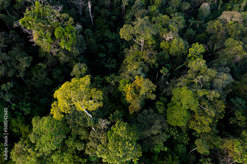 Amazon rainforest in bloom, yellow flowers are visible in the tropical forest canopy, a beautiful nature background of a forest with the highest biodiversity on earth