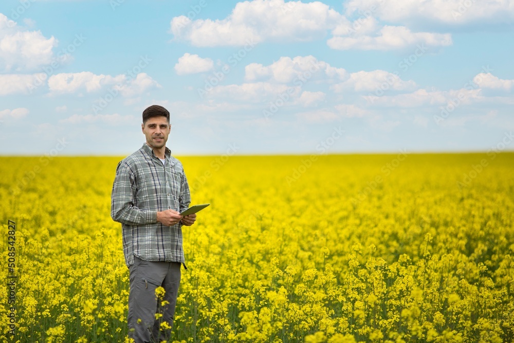 Farmer business man in colza rapeseed field, with digital tablet computer. Agricultural concept. Harvest in field in summer. Farmer business man in colza rapeseed field, with digital tablet computer. Agricultural concept. Harvest in field in summer.